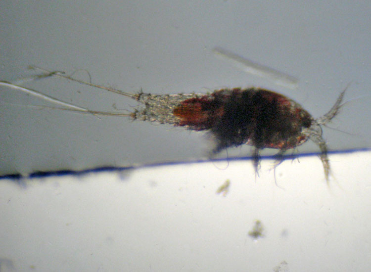 Microscopia salata